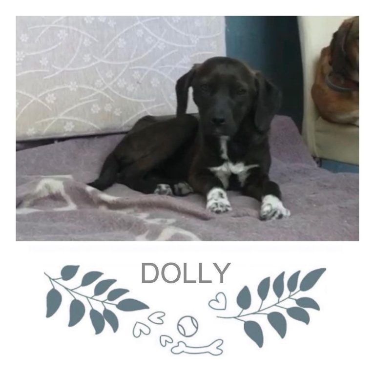 Dolly-768x768